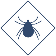 Уничтожение клещей в Уфе и Республике Башкортостан