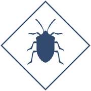 Уничтожение клопов в Уфе и Республике Башкортостан