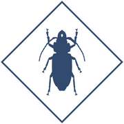 Уничтожение жука-короеда в Уфе и Республике Башкортостан