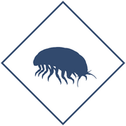 Уничтожение мокриц в Уфе и Республике Башкортостан