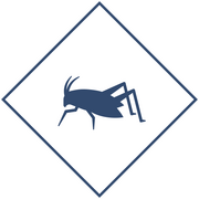 Уничтожение сверчков в Уфе и Республике Башкортостан