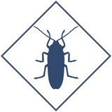 Уничтожение тараканов в Уфе и Республике Башкортостан