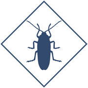 Уничтожение тараканов в Уфе и Республике Башкортостан