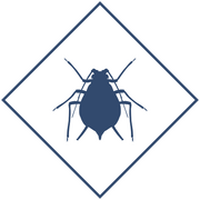 Уничтожение тли в Уфе и Республике Башкортостан