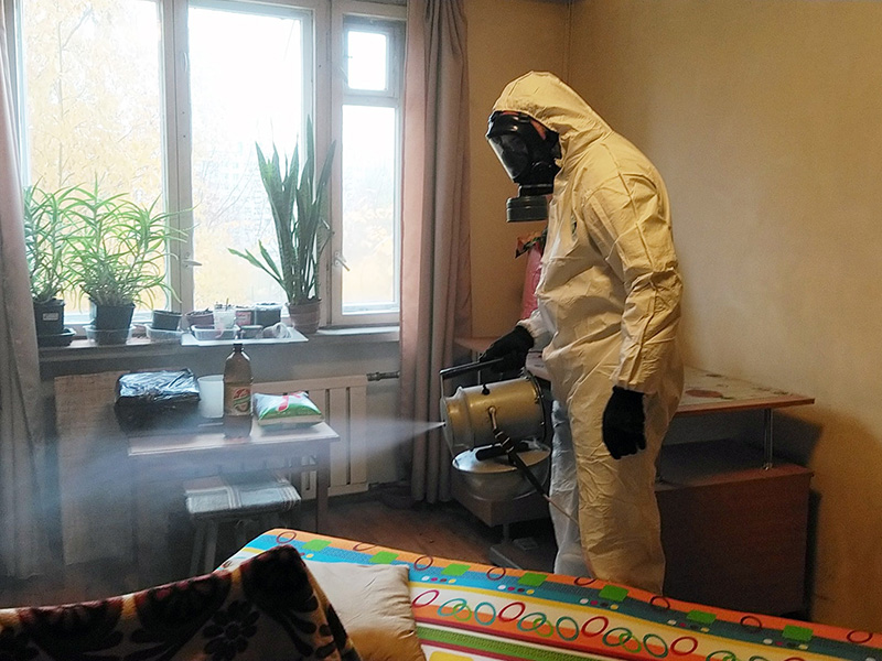 Что делать, если в частном доме завелась моль