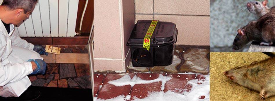 Крысы: кто такие и как с ними бороться