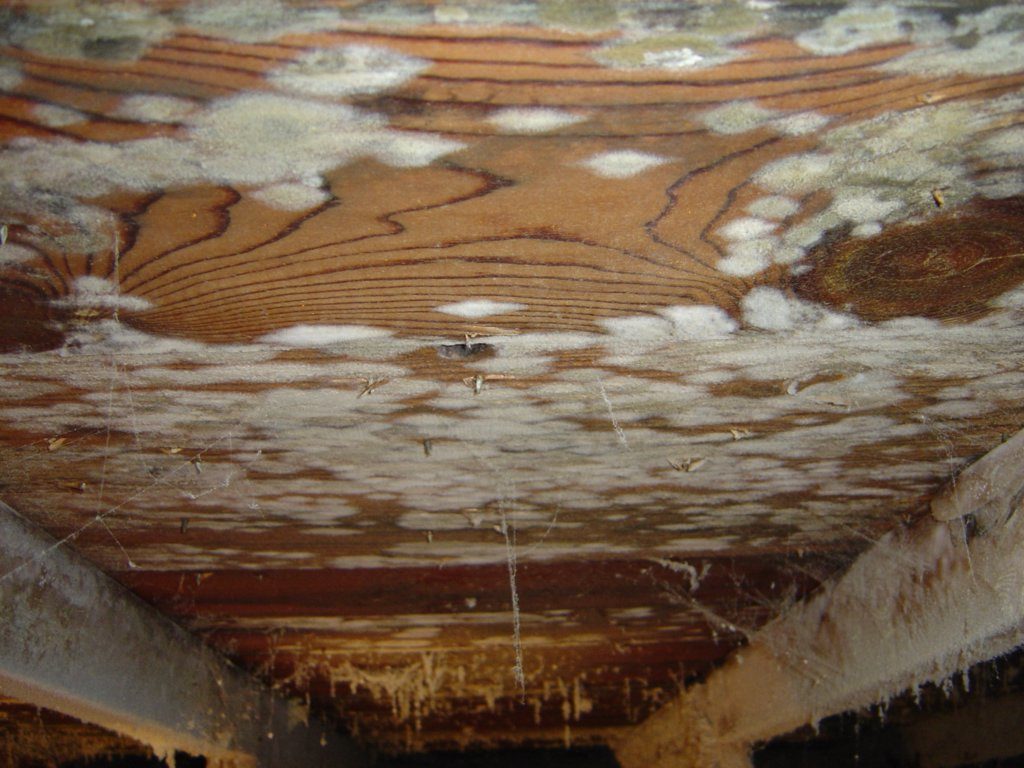 Как избавиться от плесени в деревянном доме: народные методы