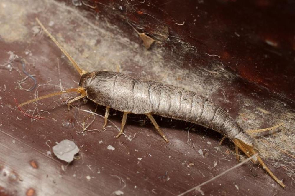 Мокрицы в офисе: как избавиться