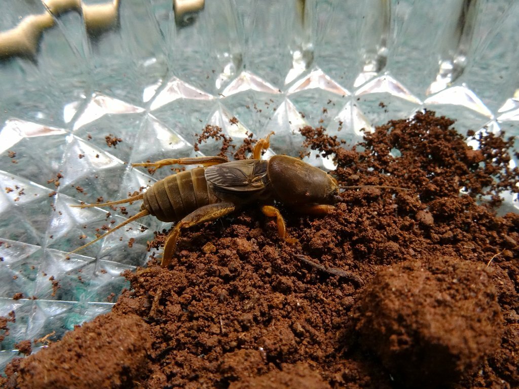 Как избавиться от медведки на участке