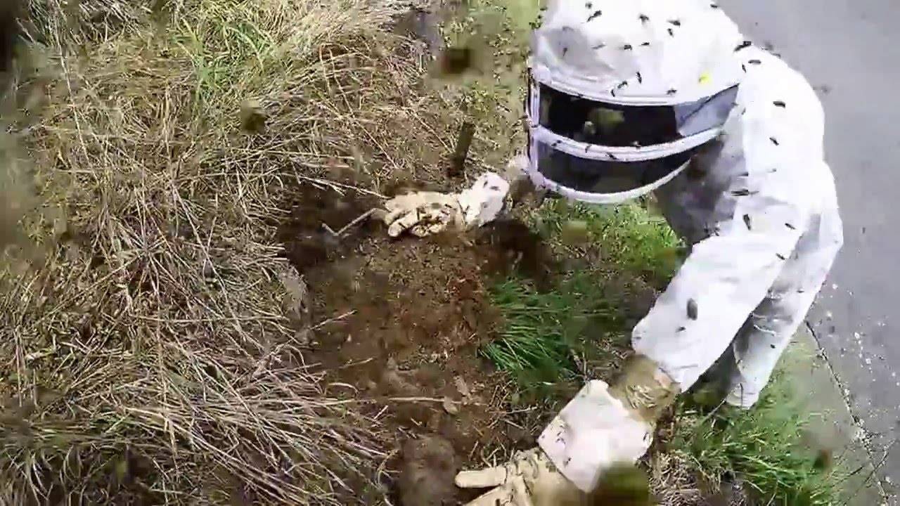 Как избавиться от земляных ос в саду или на грядке