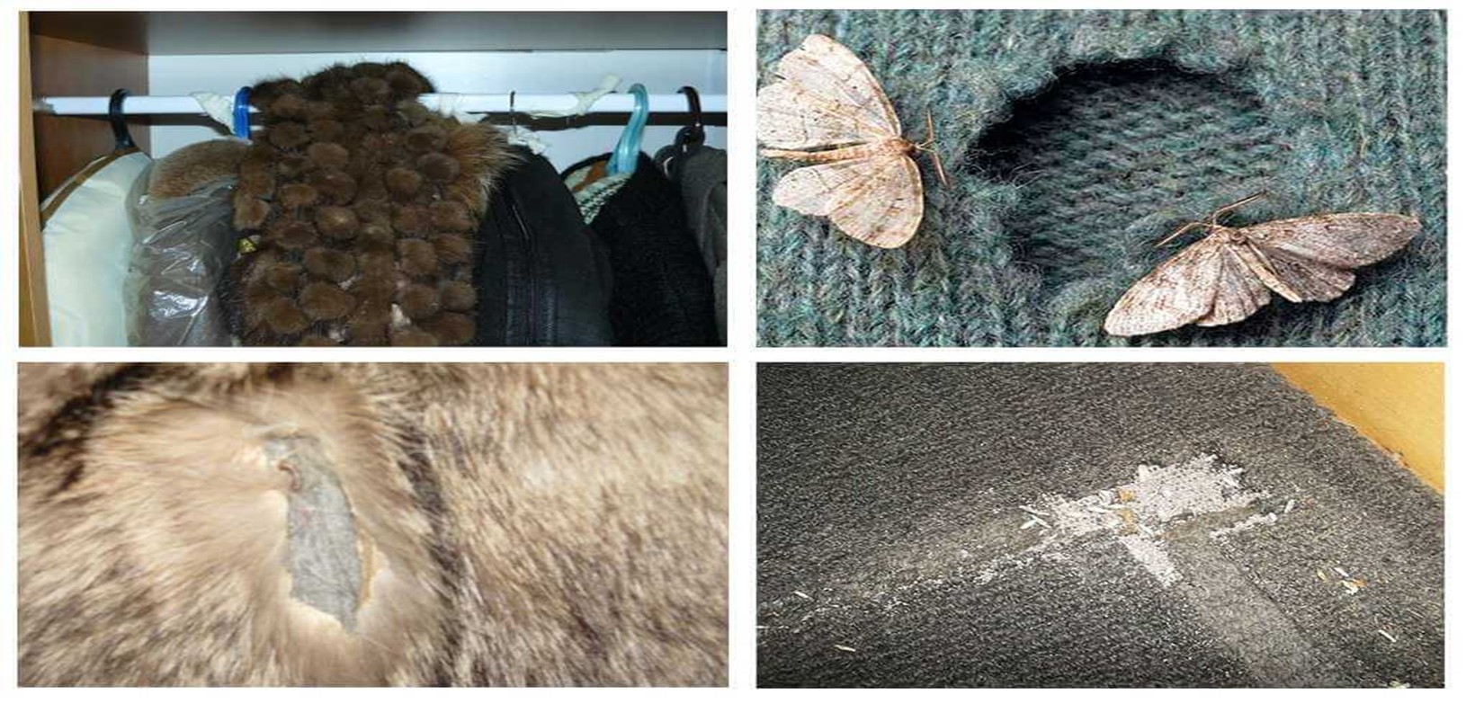 Моль в офисной гардеробной