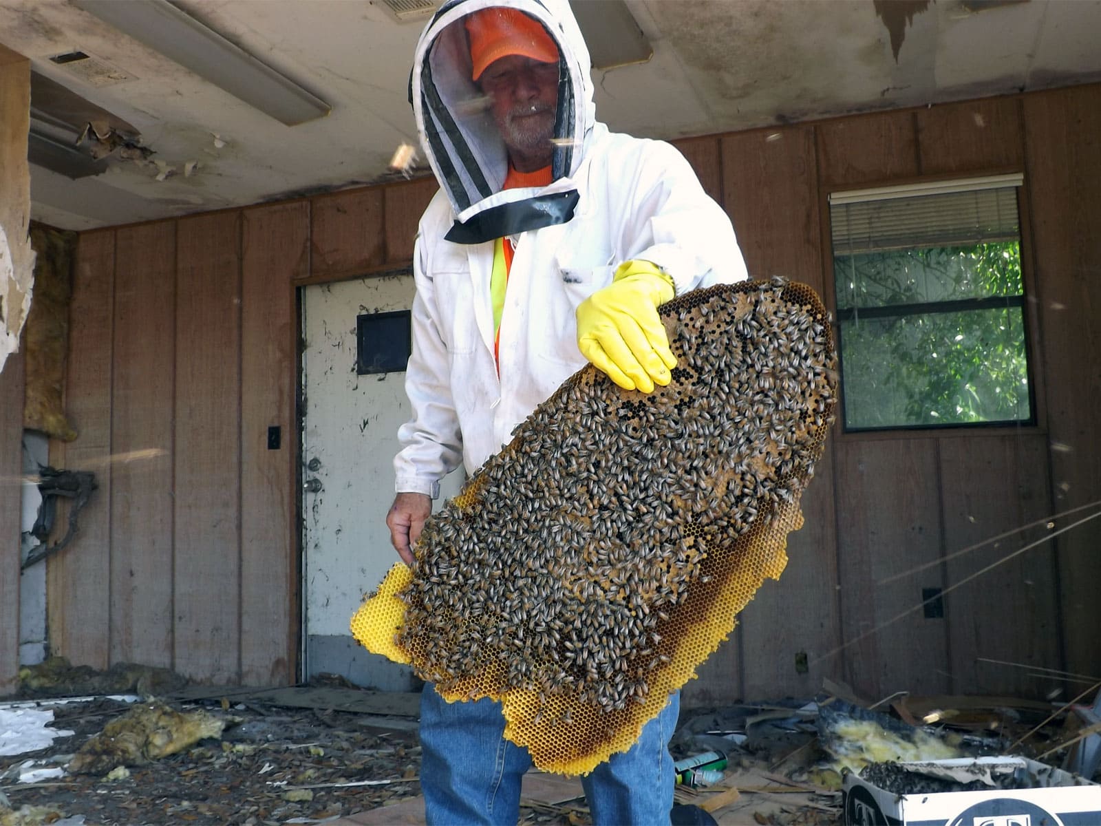 Как избавиться от ос на даче: стоит ли делать это самостоятельно