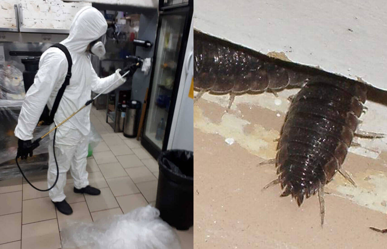 Мокрицы: ареал обитания, особенности жизнедеятельности, опасность для человека