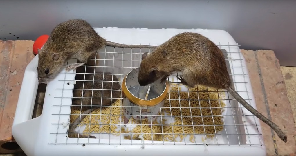 Гуманные методы борьбы с грызунами