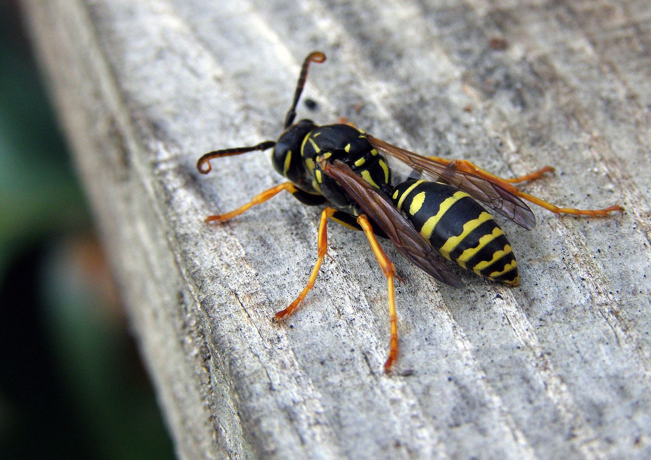 Как выглядят осы: внешний вид, ареал обитания, поведение