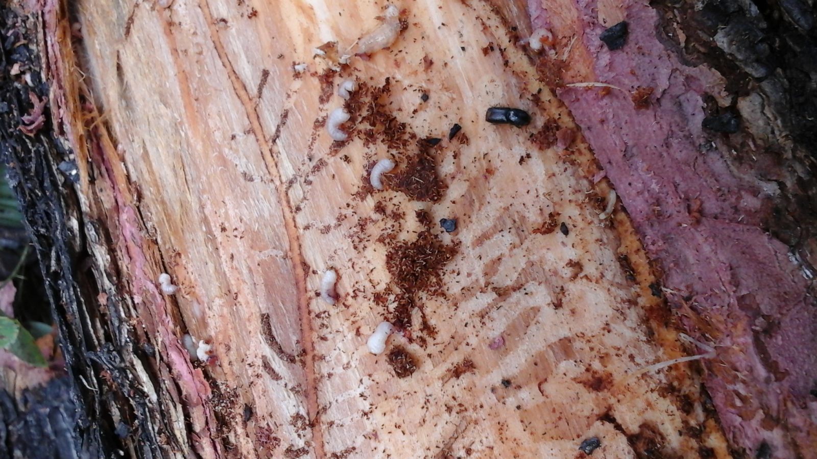 Как избавиться от короедов в частном доме