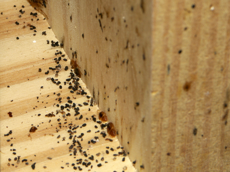 Как избавиться от клопов в деревянном доме