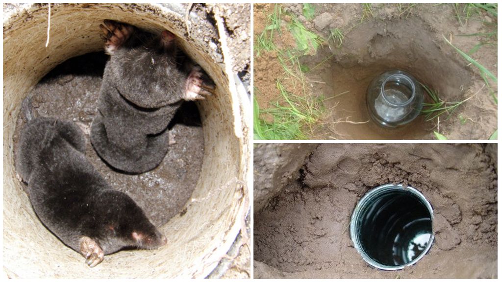 Кроты в погребе частного дома