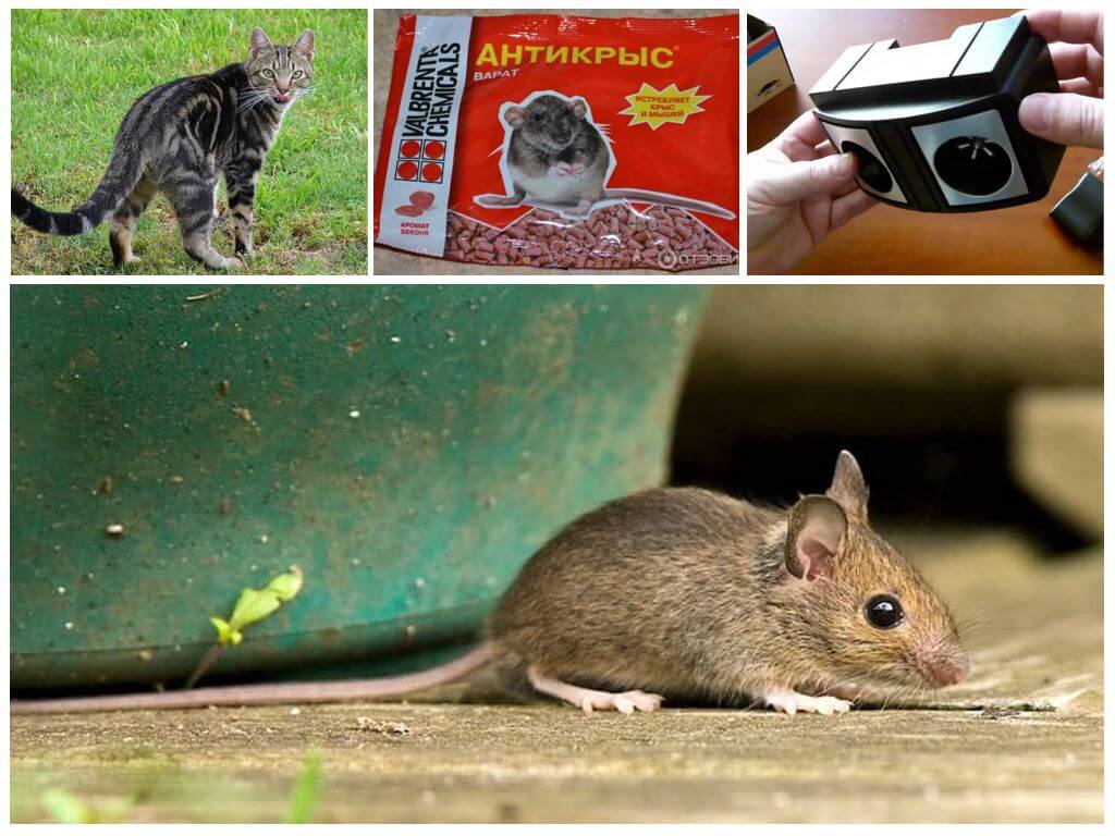 Гуманные методы борьбы с грызунами