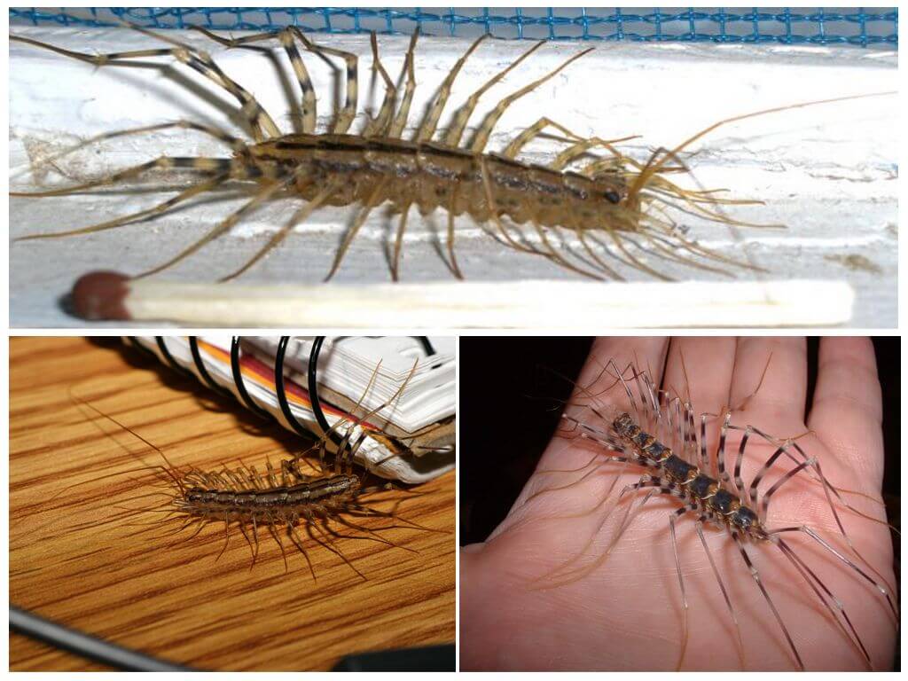 Почему в доме появляются сороконожки