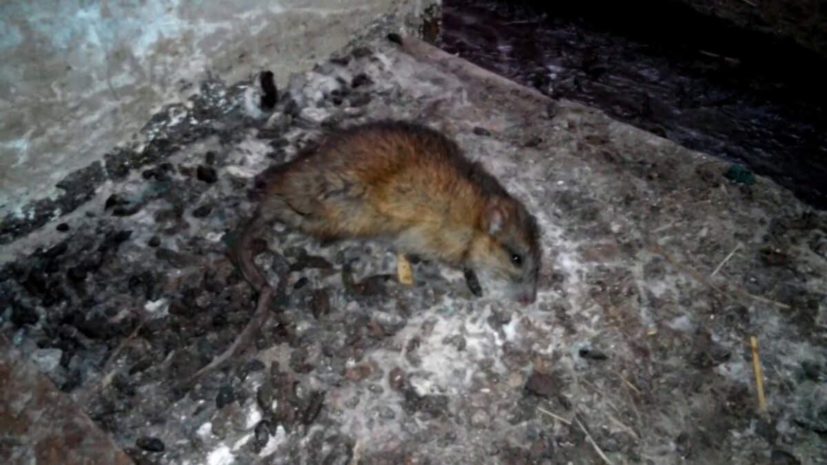 Как избавиться от крыс в погребе