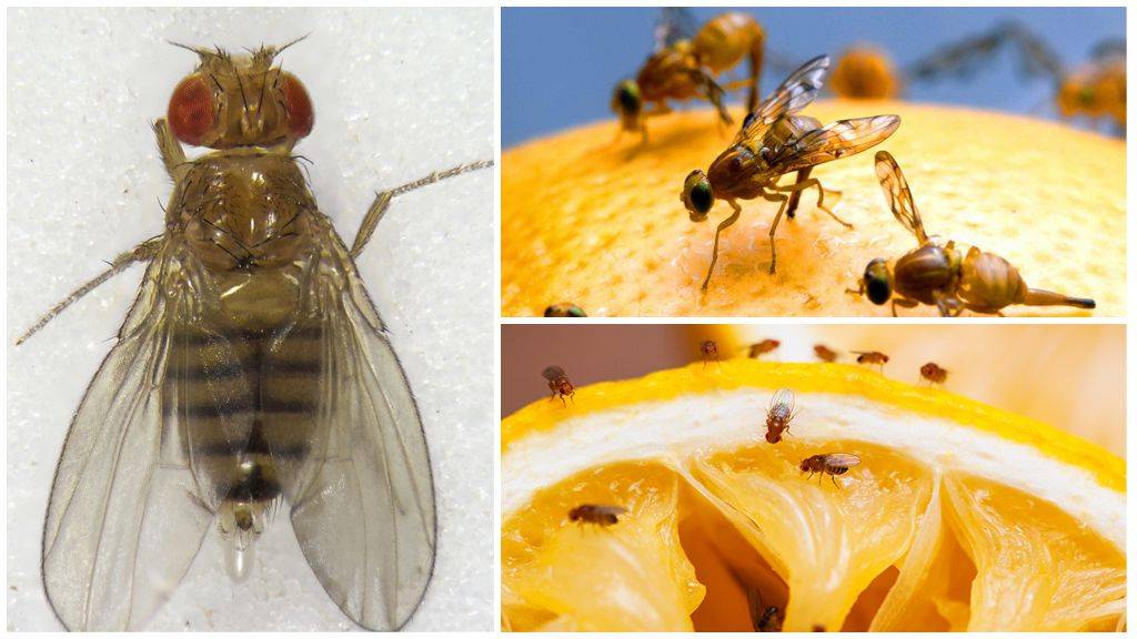 Уничтожение мошек