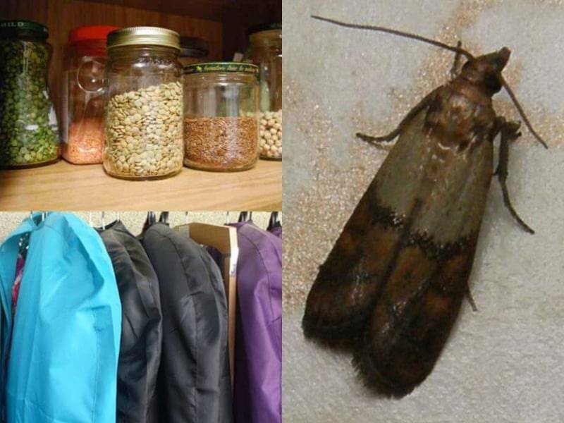 Моль в офисной гардеробной