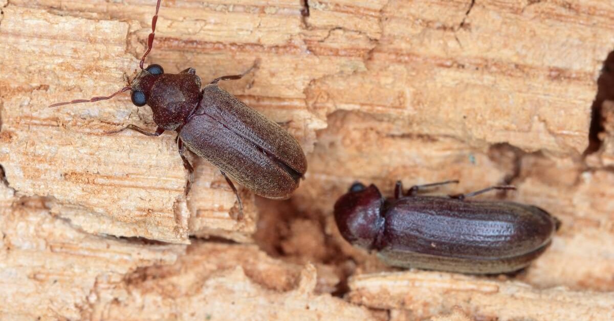 Уничтожение жуков древоточцев