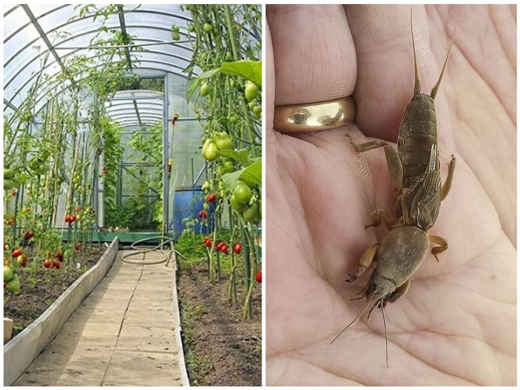 Как избавиться от сверчков в огороде