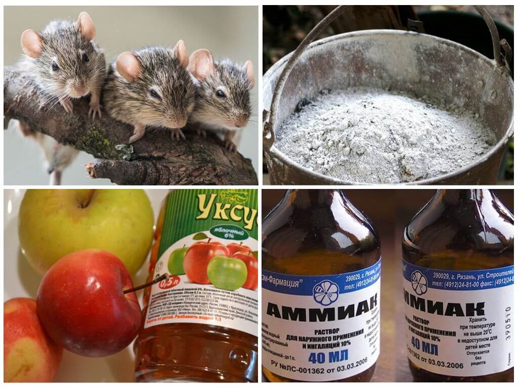 Как вывести мышей из квартиры
