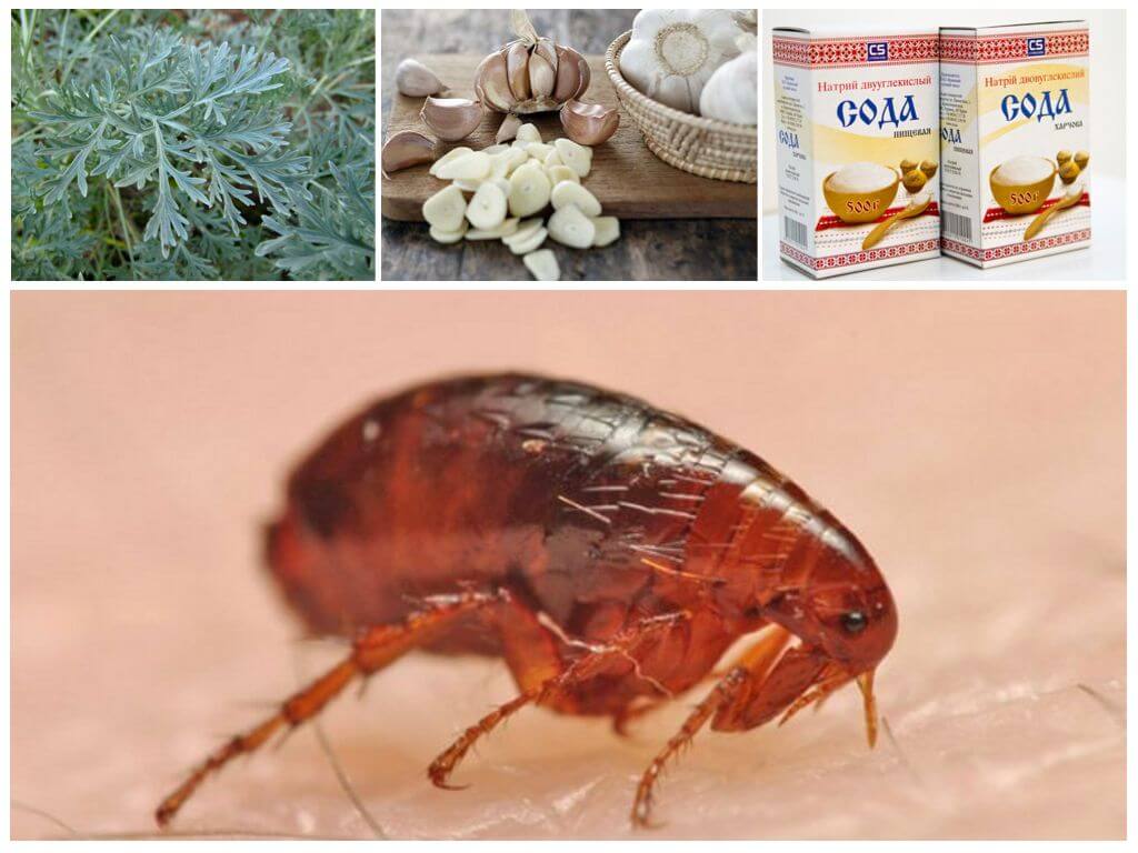 Алгоритм дезинсекции квартиры при борьбе с клопами