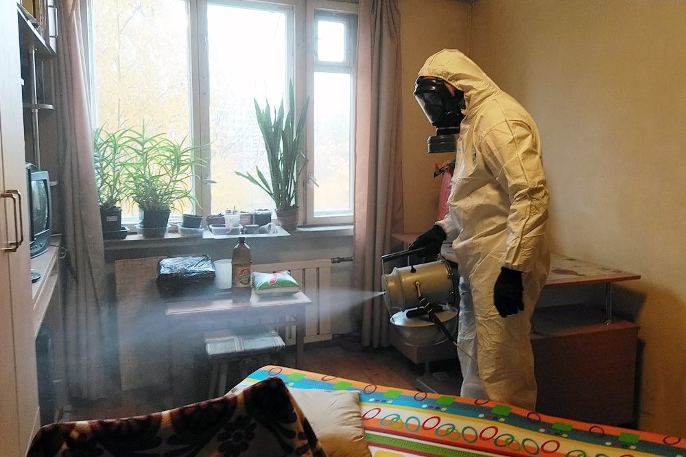 Платяная моль: внешний вид, ареал обитания и особенности жизнедеятельности