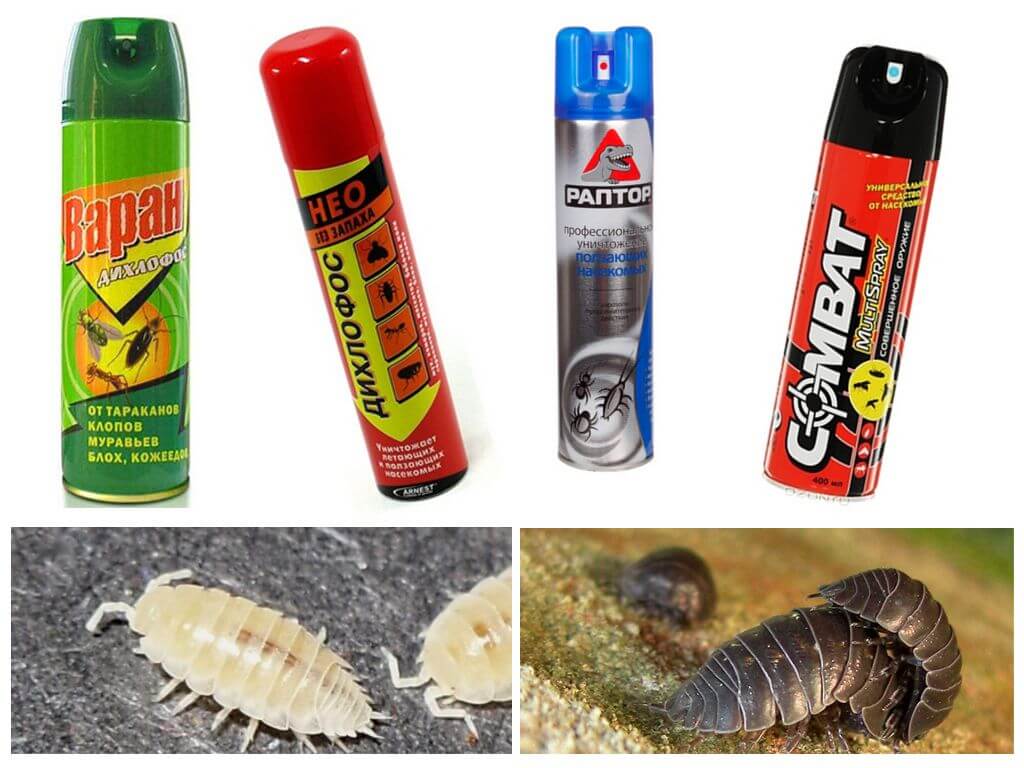 Как выводить чешуйниц из квартиры