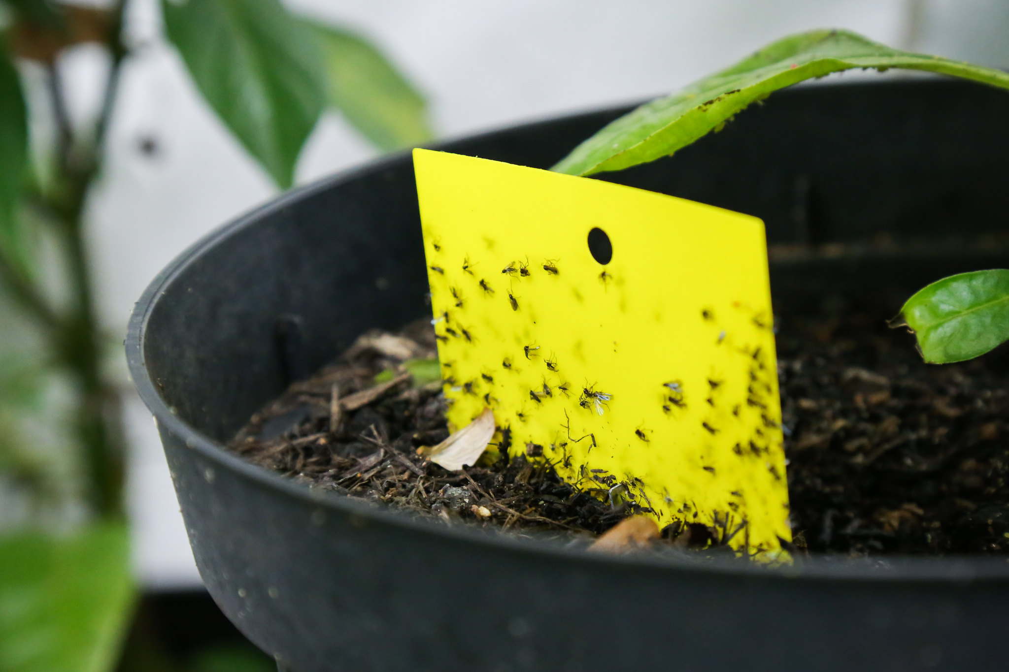 Избавляемся от цветочной мошки в офисе