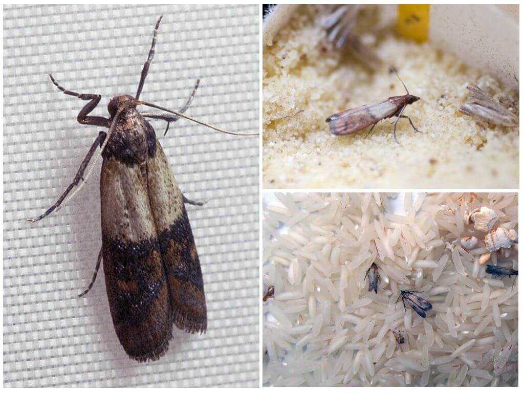 Уничтожение моли