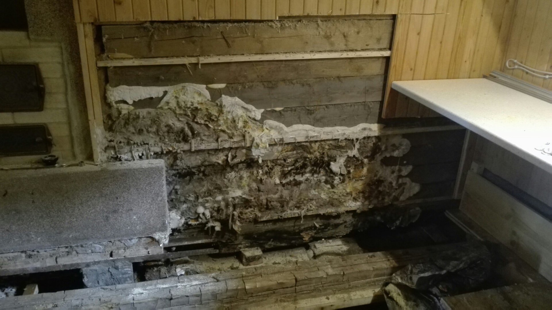 Как избавить деревянные поверхности от домового грибка