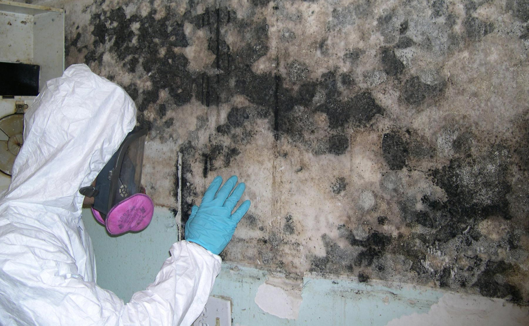 Черная плесень на стене и потолке: как распознать опасность