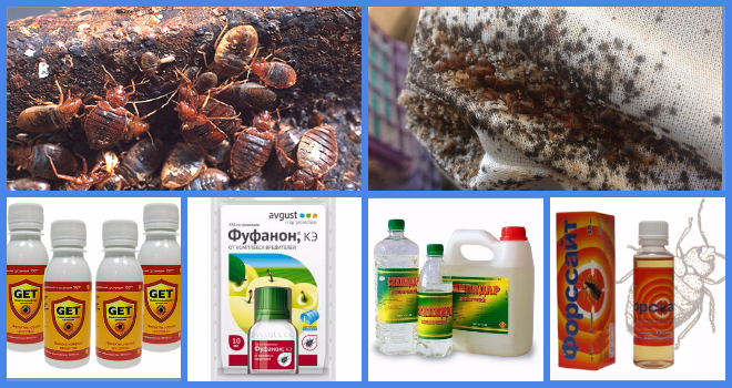 Эффективные средства борьбы с блохами в офисе