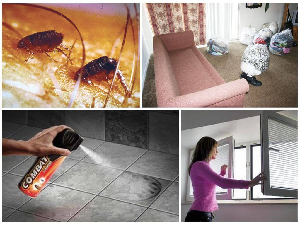 Как избавиться от блох в офисе