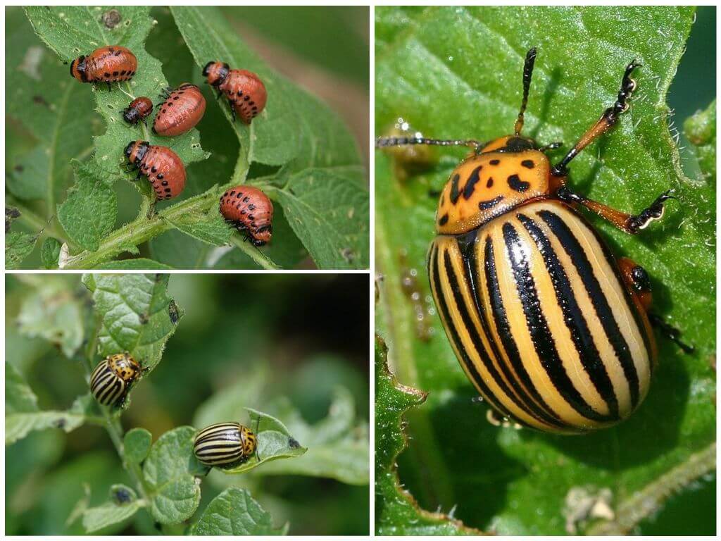 Уничтожение колорадского жука