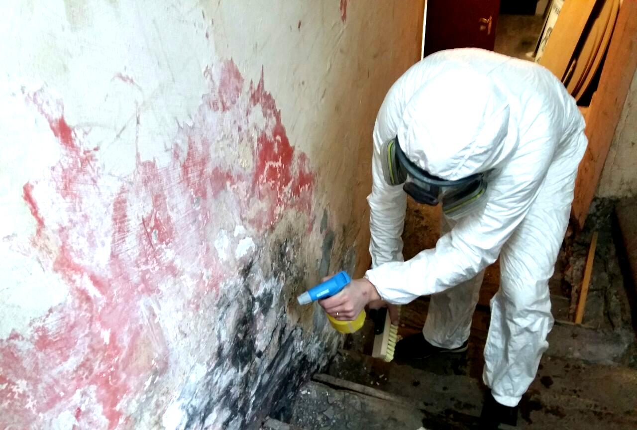 Как избавиться от плесени в офисе