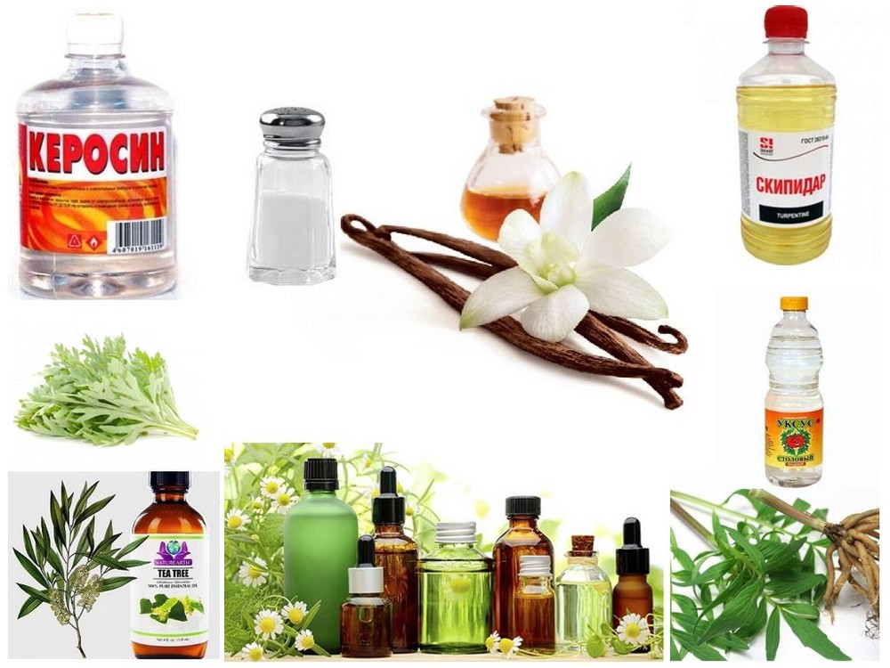 Как уничтожить клопов в квартире народными средствами: травы и растворы