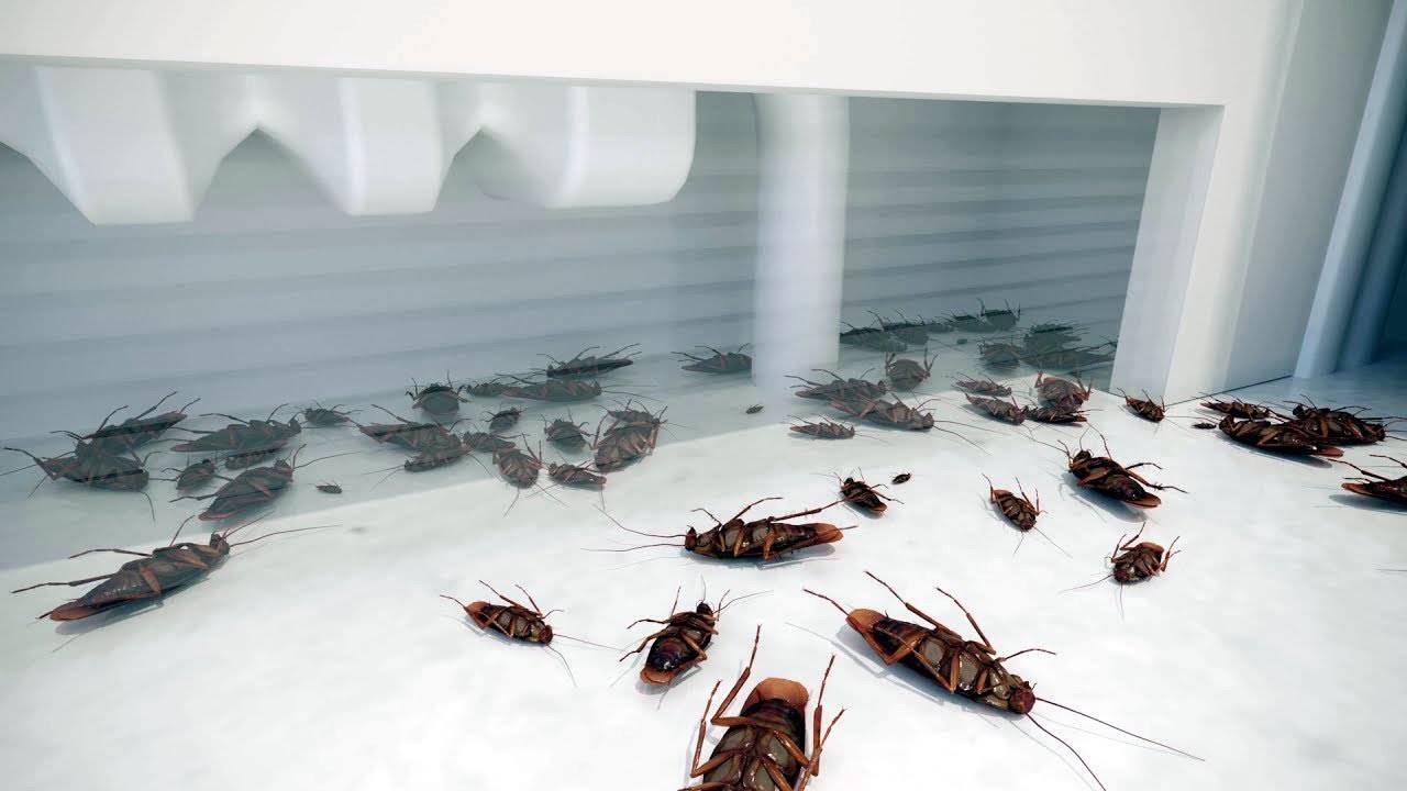 Как избавиться от черных тараканов в доме