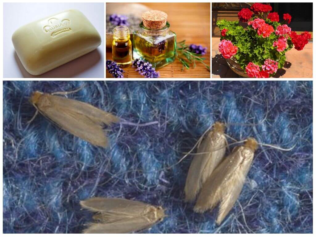 Что делать, если в частном доме завелась моль