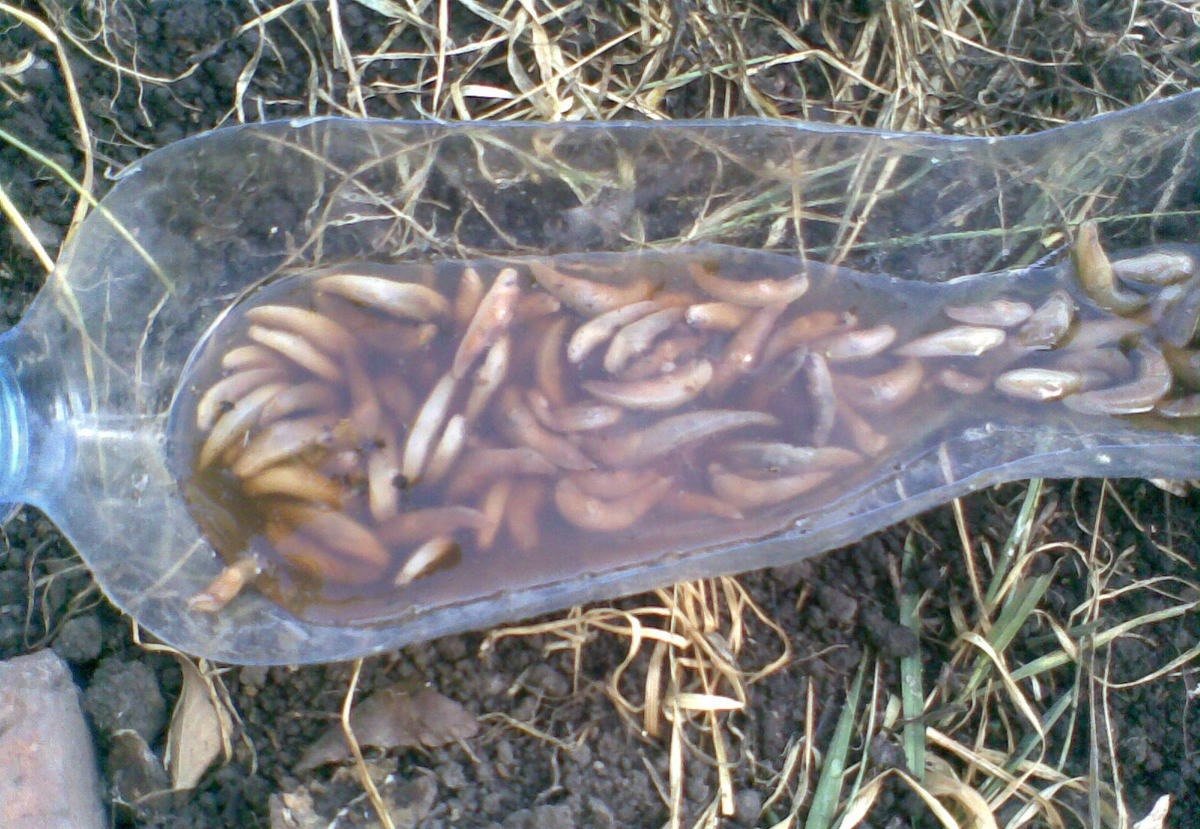 Как избавиться от слизней на участке