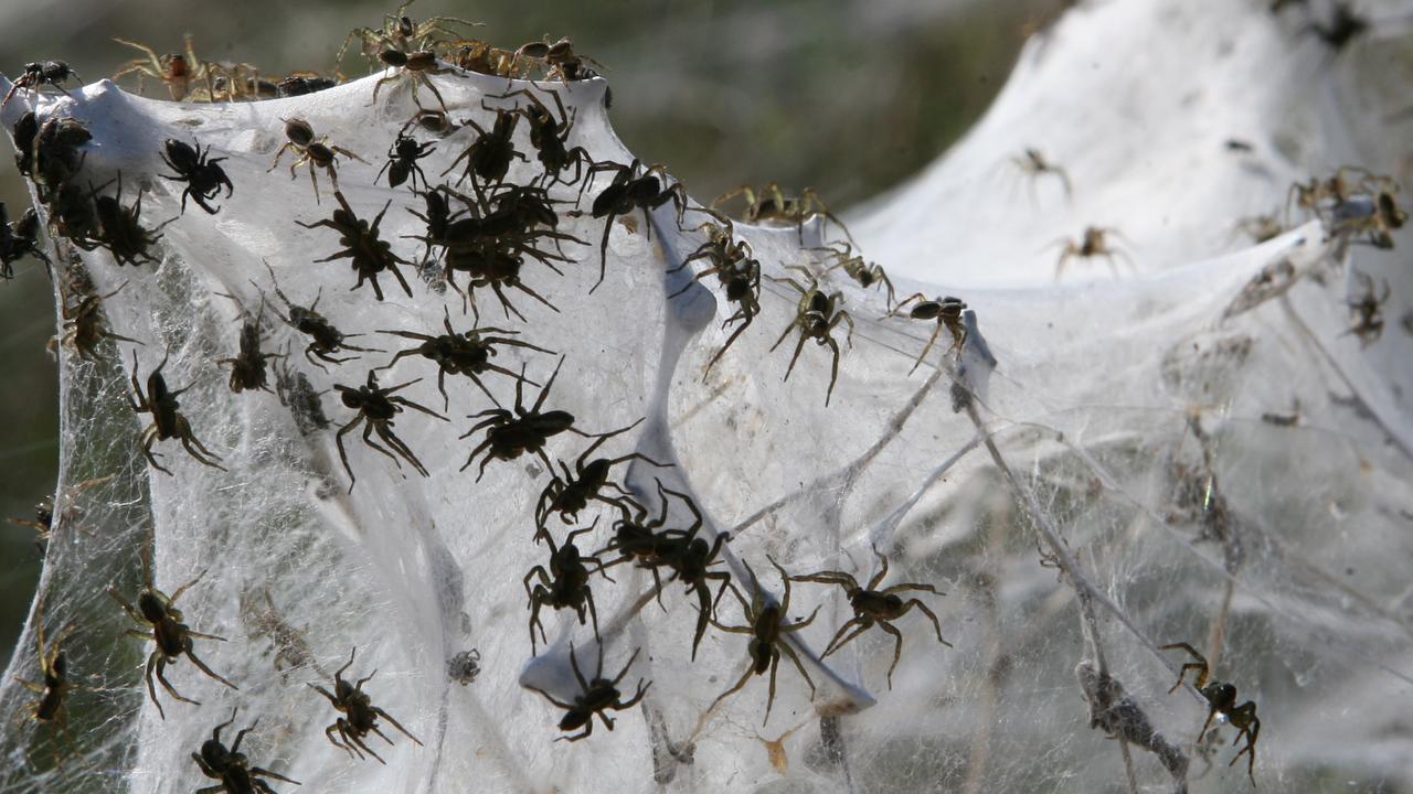 Как бороться с нашествием пауков