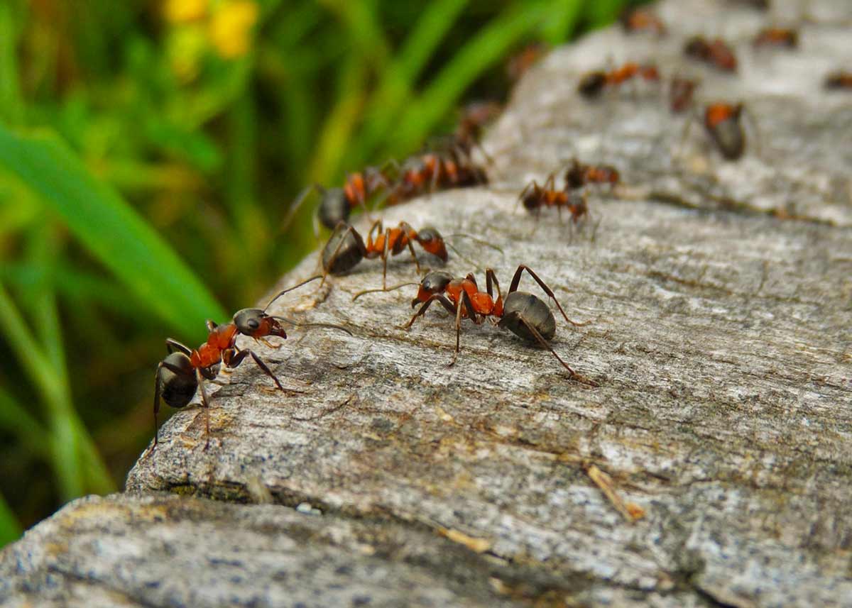 Как избавиться от муравьев на даче