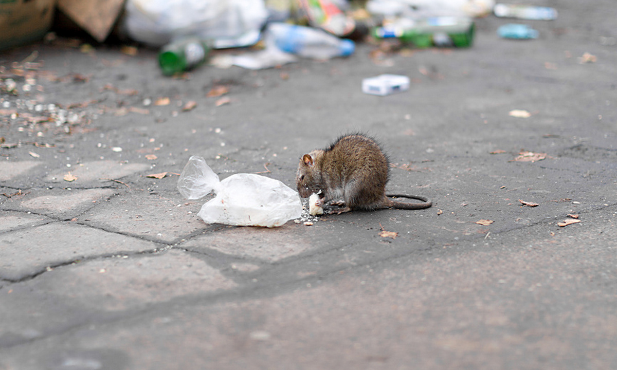 Крысы: кто такие и как с ними бороться