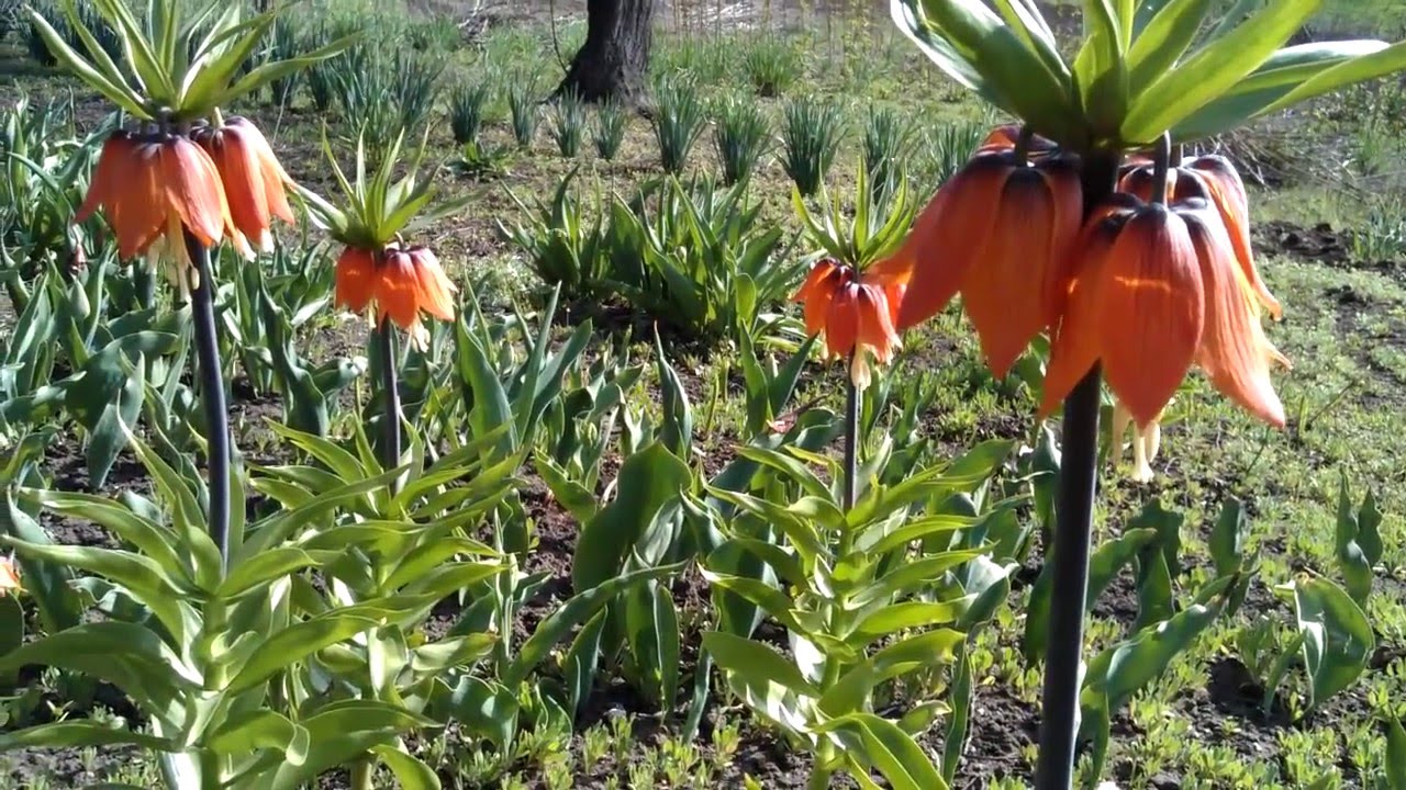 Кроты в погребе частного дома