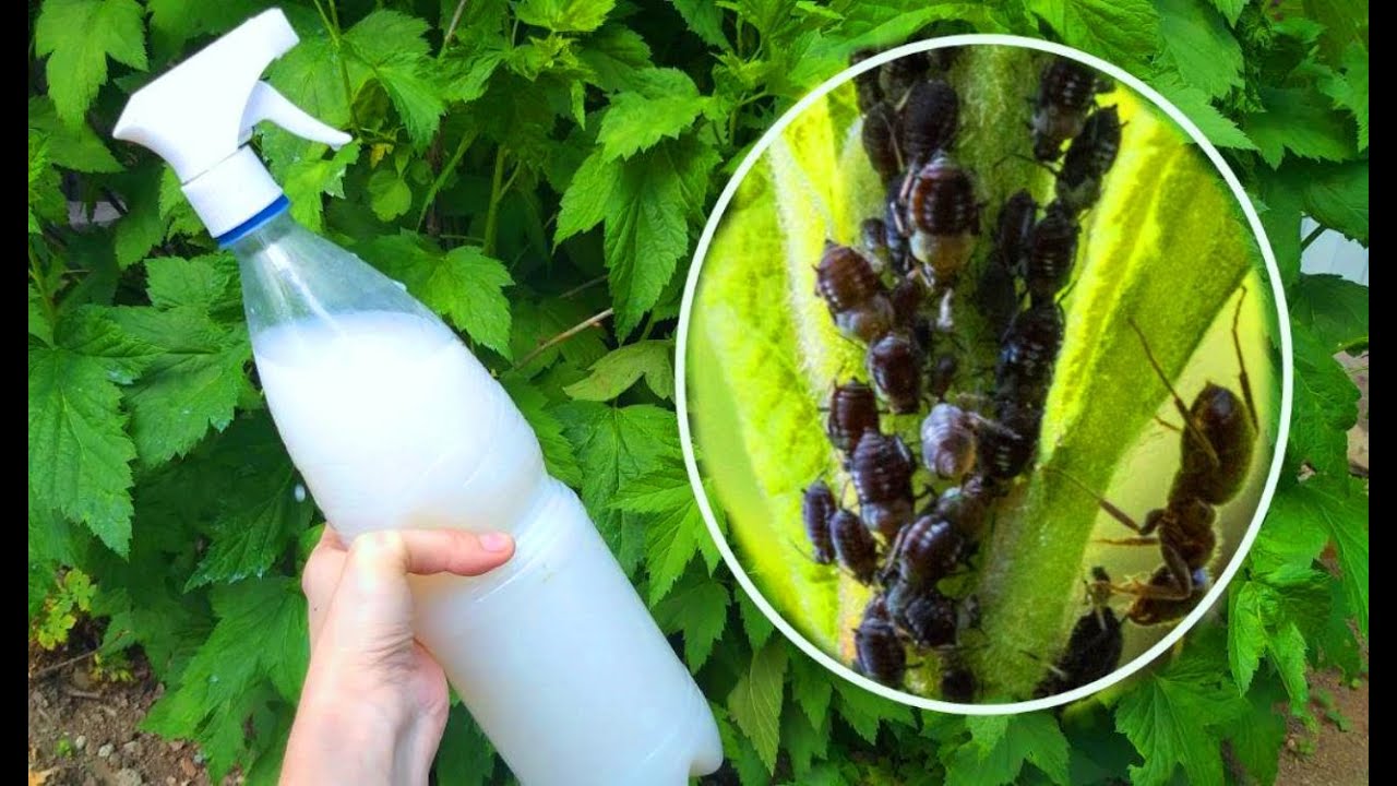 Как избавиться от тли на участке